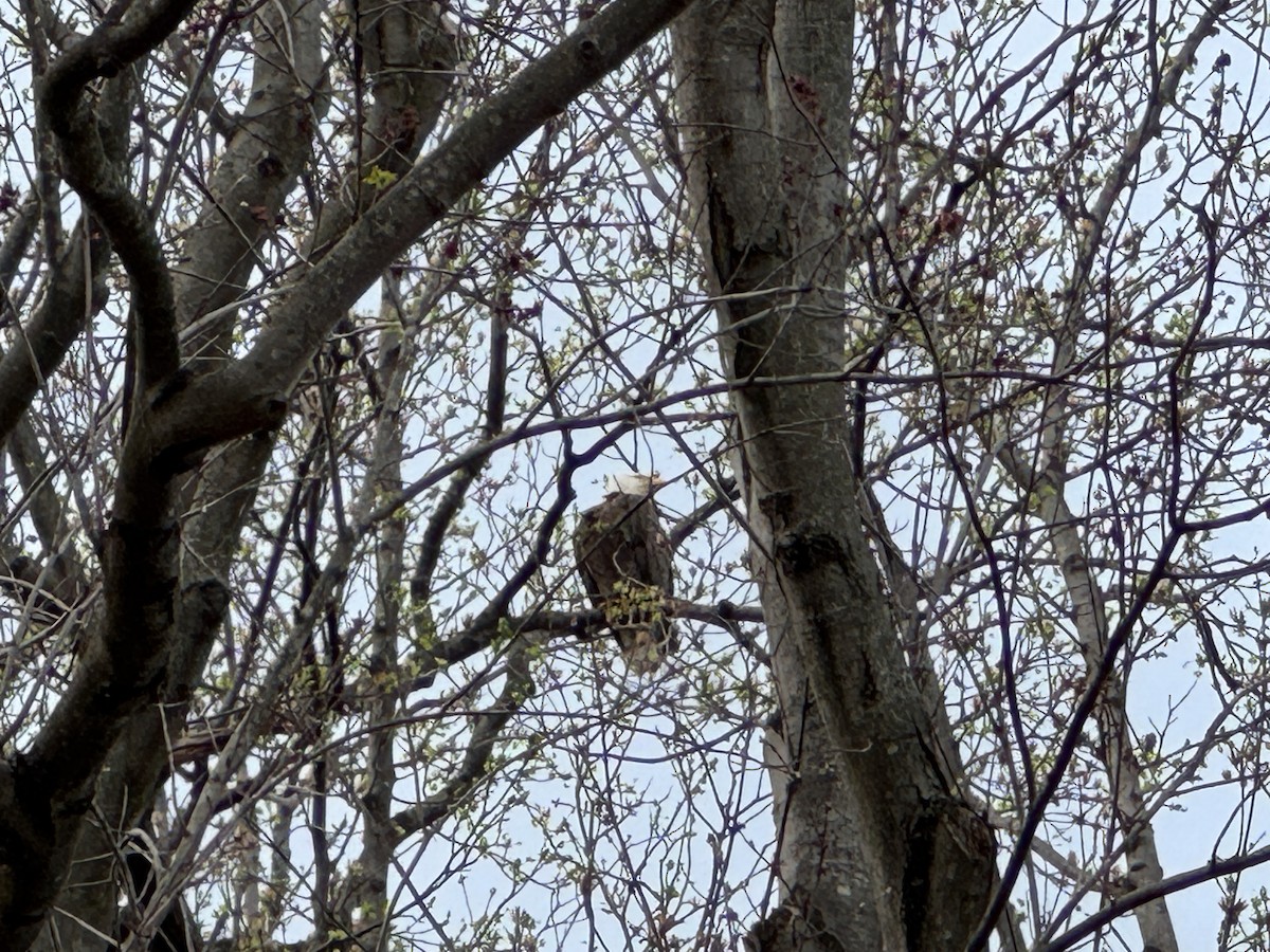 Bald Eagle - ML632940505