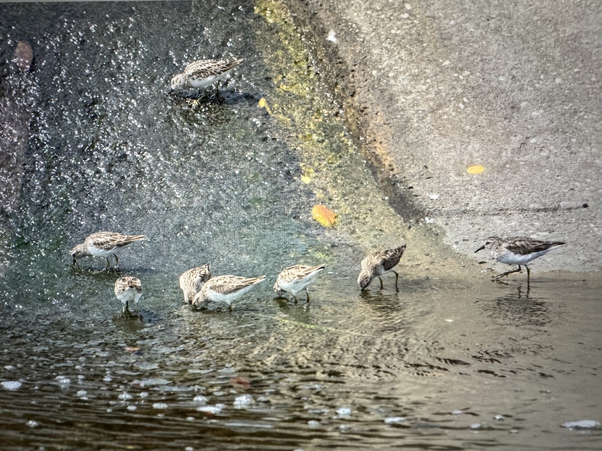 Least Sandpiper - ML632940574