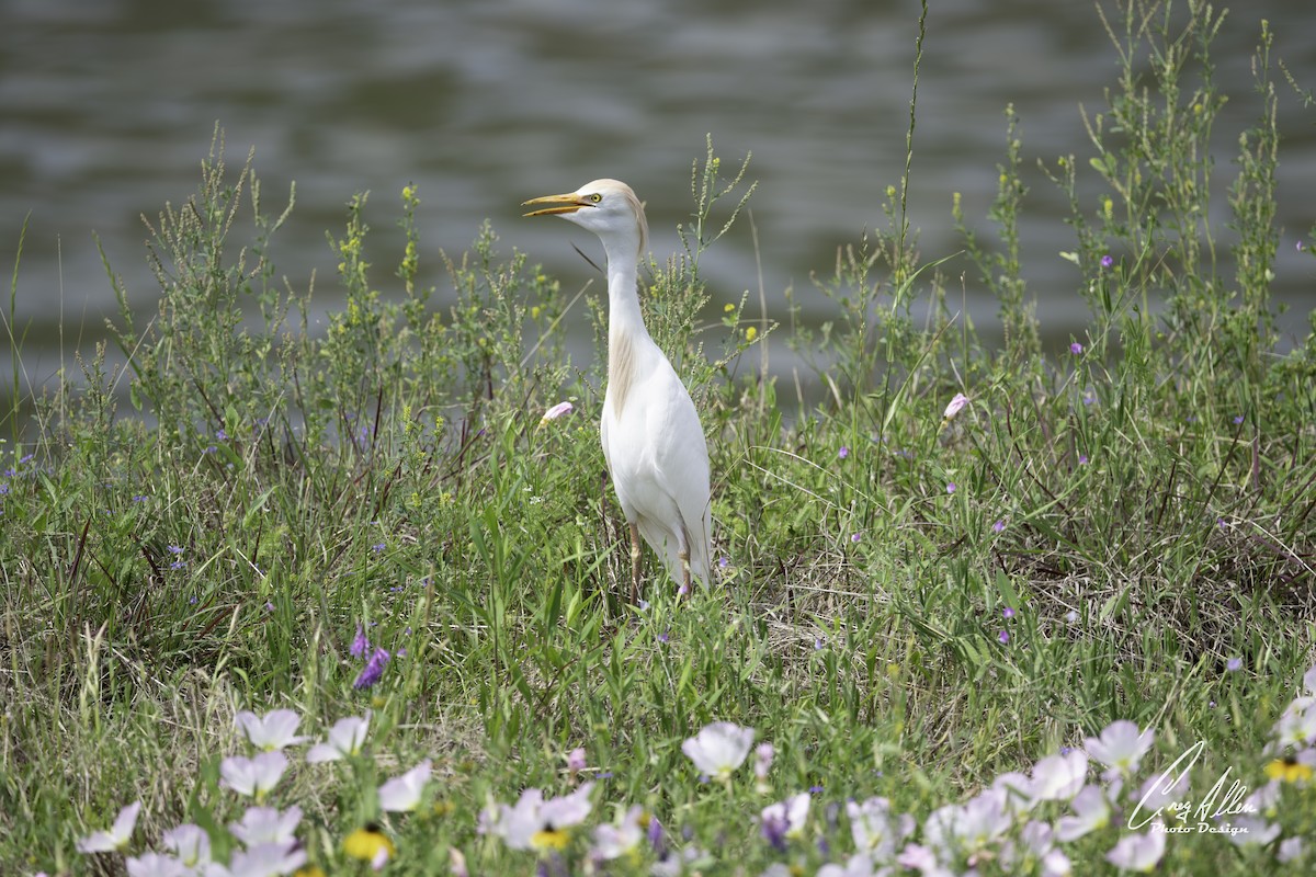 Western Cattle-Egret - ML632940594