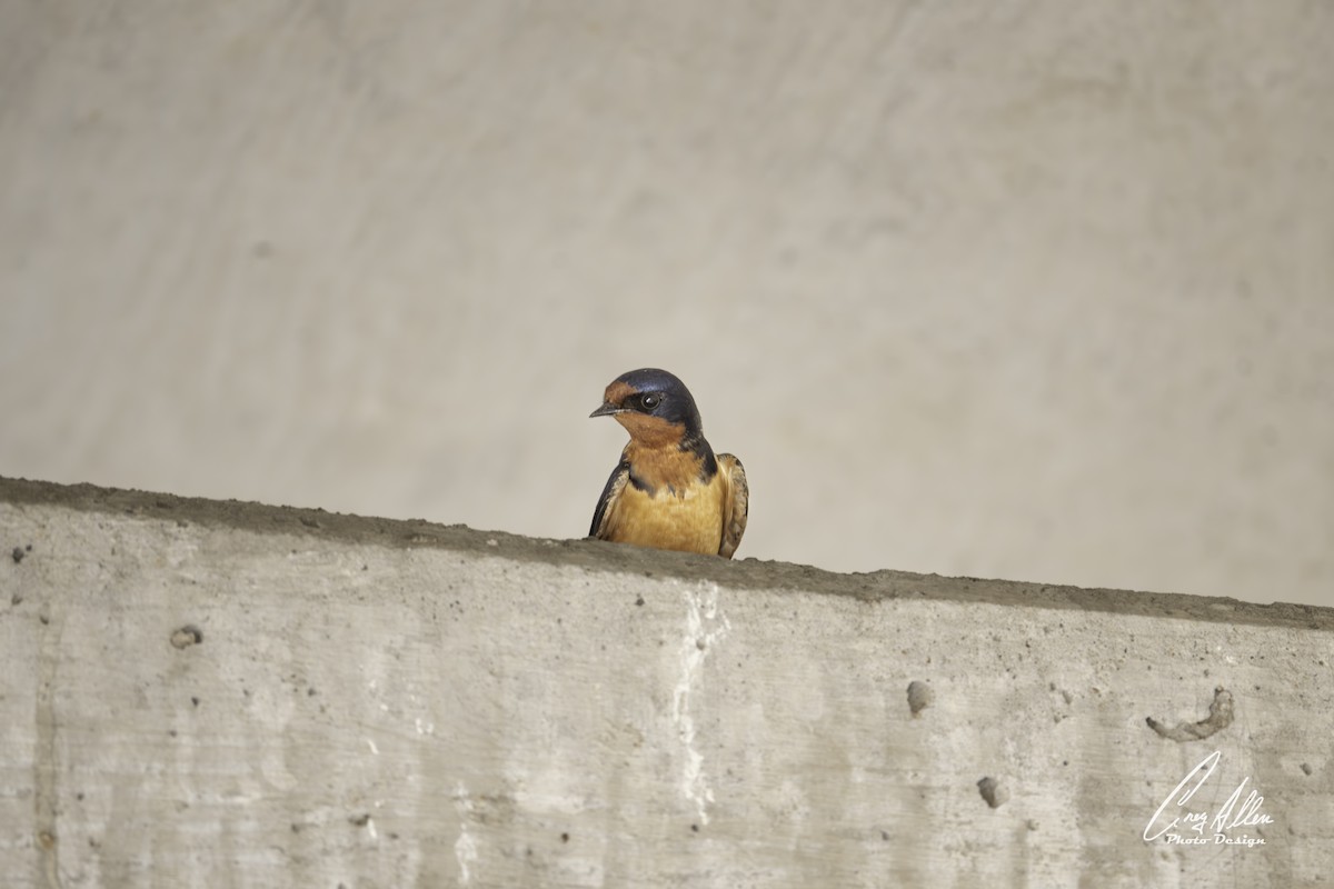 家燕 - ML632940599