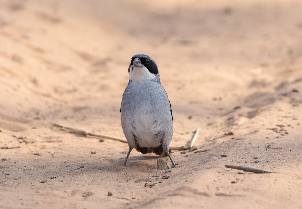 White-banded Tanager - ML632940601