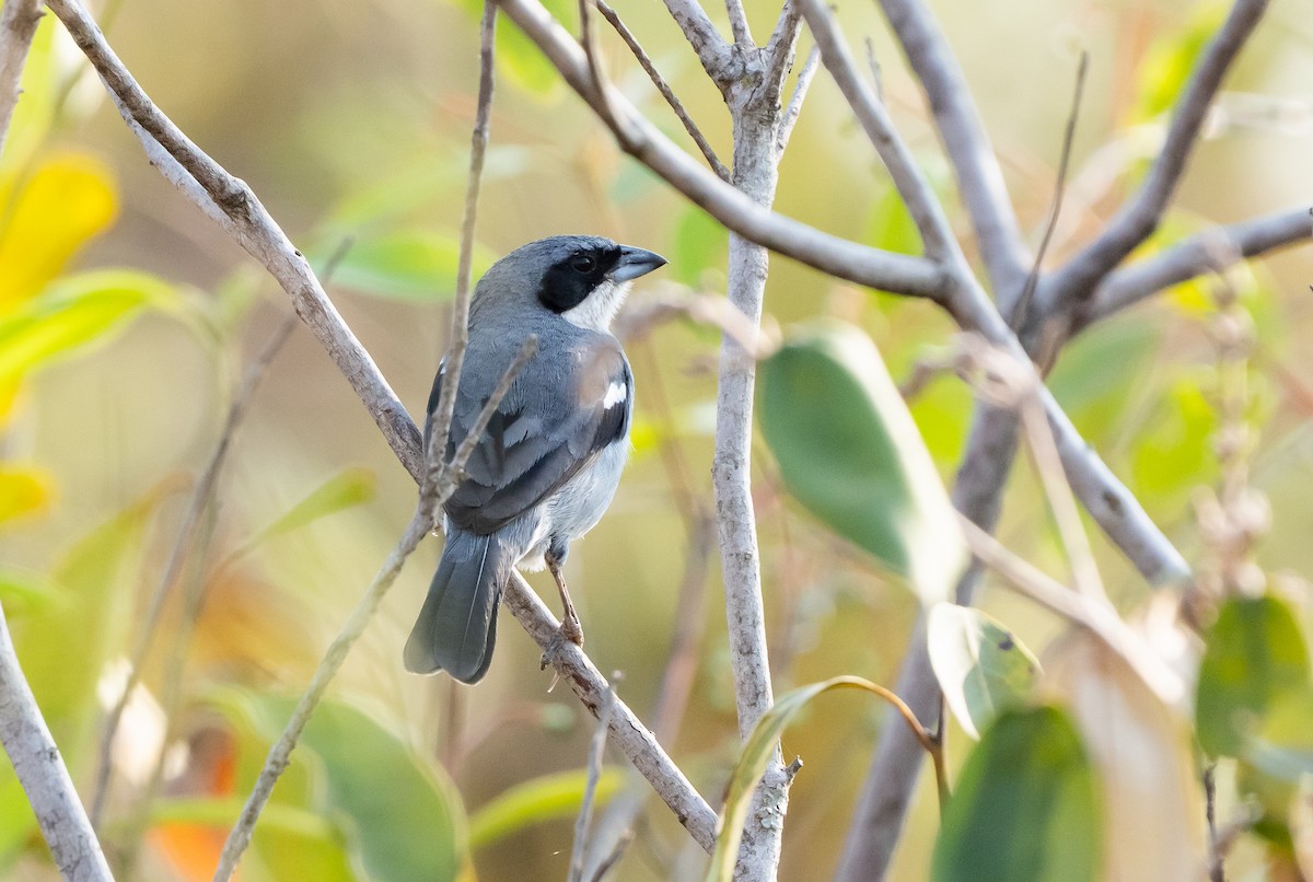 White-banded Tanager - ML632940602