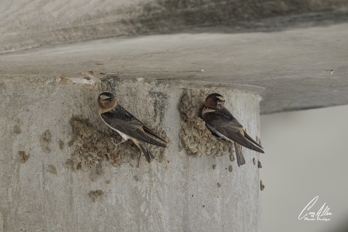 Cliff Swallow - ML632940618