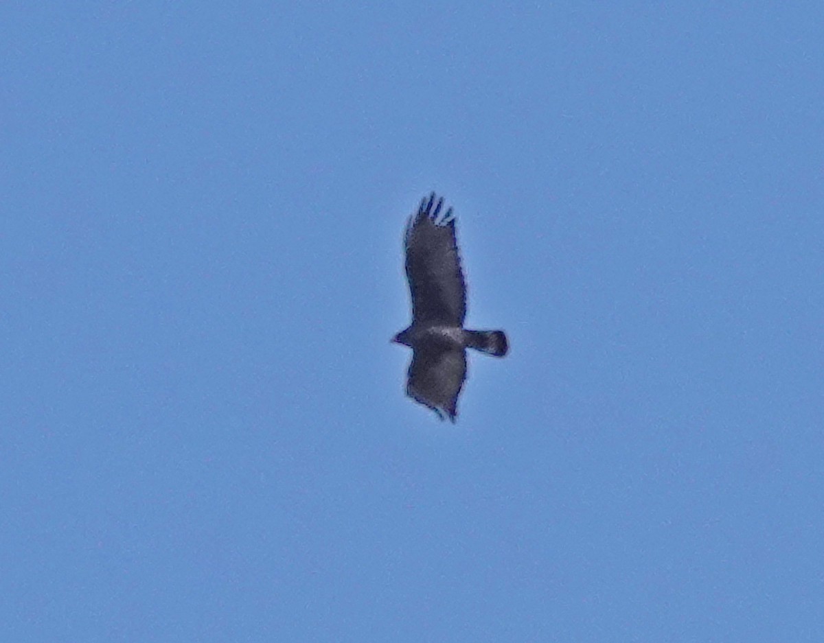 Zone-tailed Hawk - ML632940629