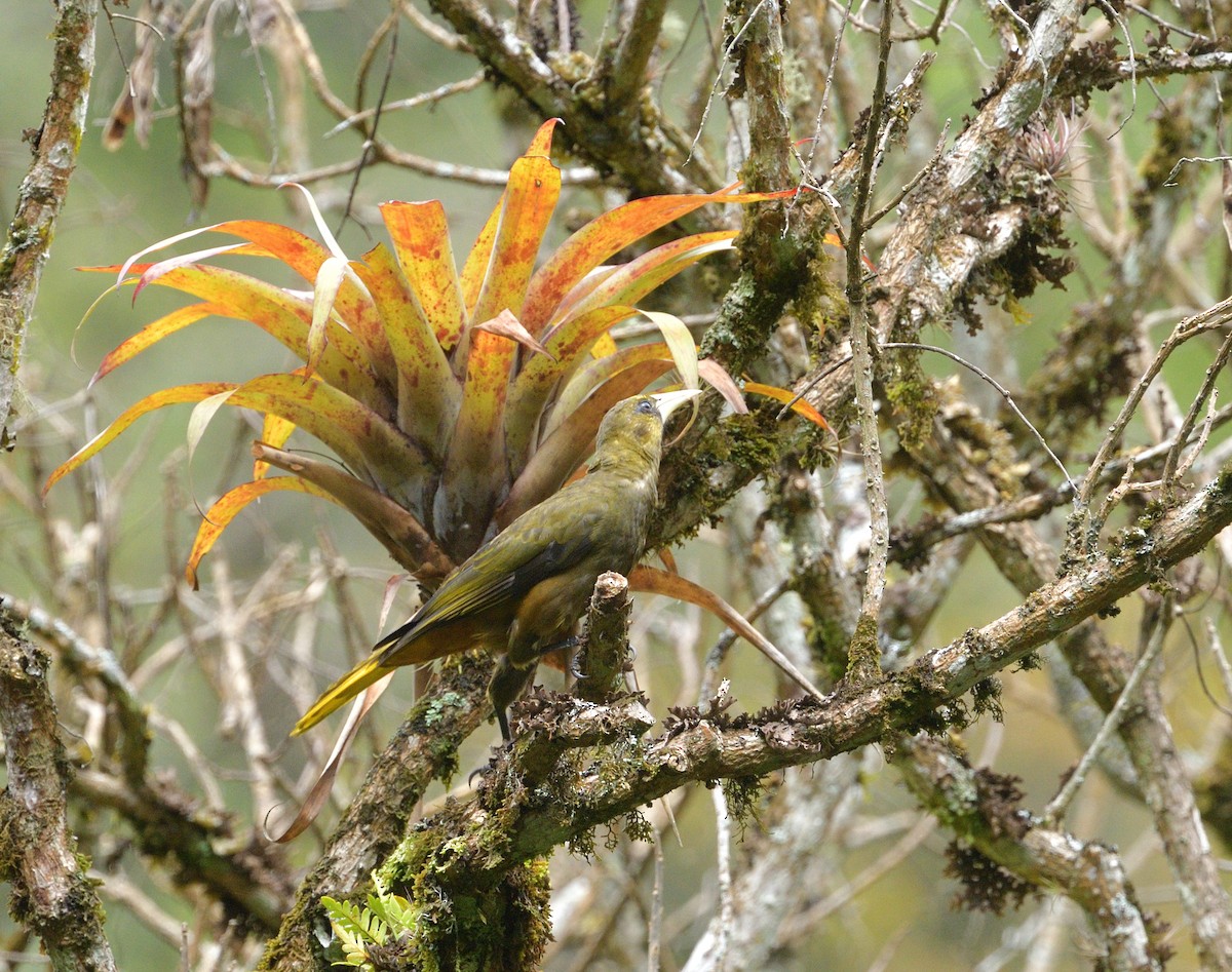 Dusky-green Oropendola - ML632940740