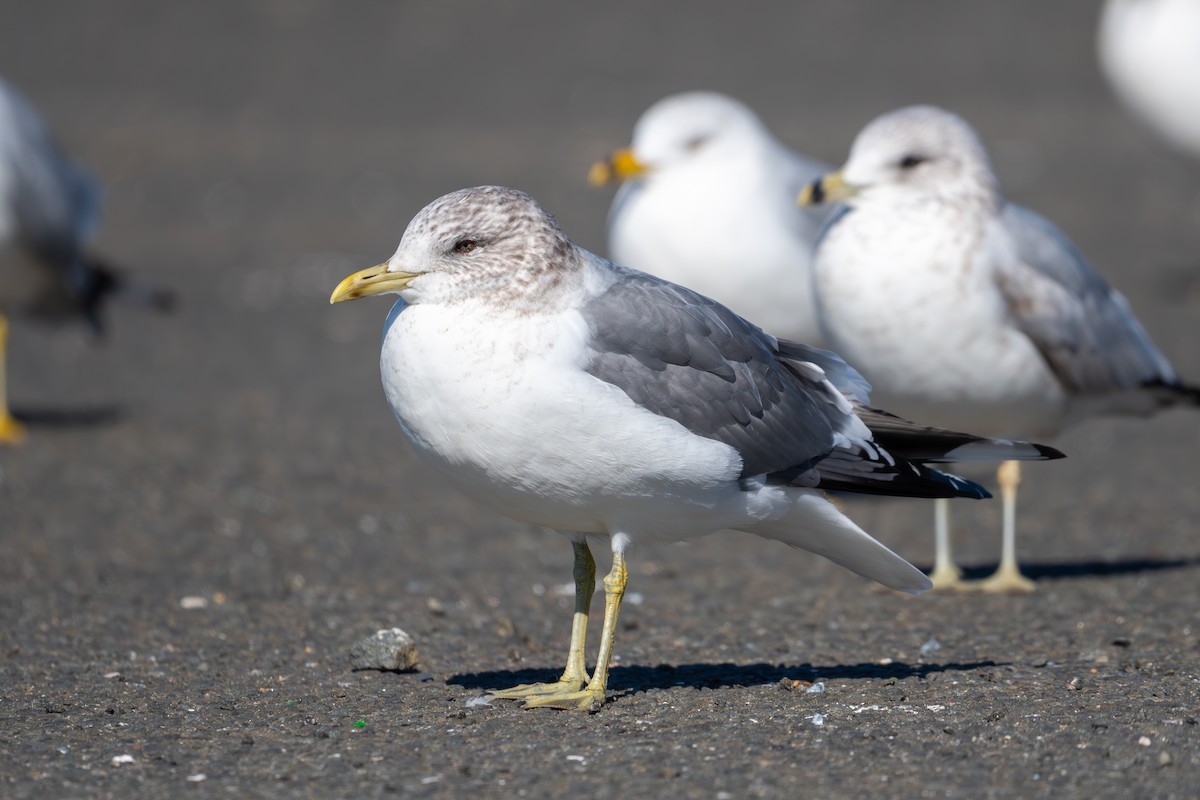 Common Gull (Kamchatka) - ML632940824