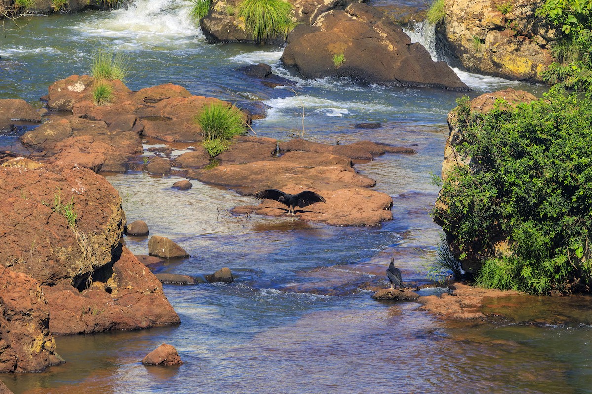 Black Vulture - ML632940938