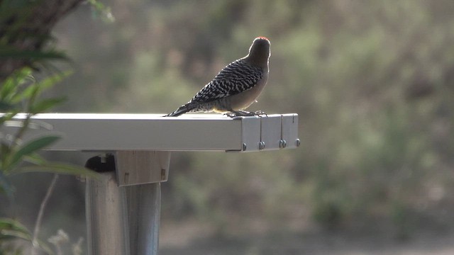 Gila Woodpecker - ML632941000