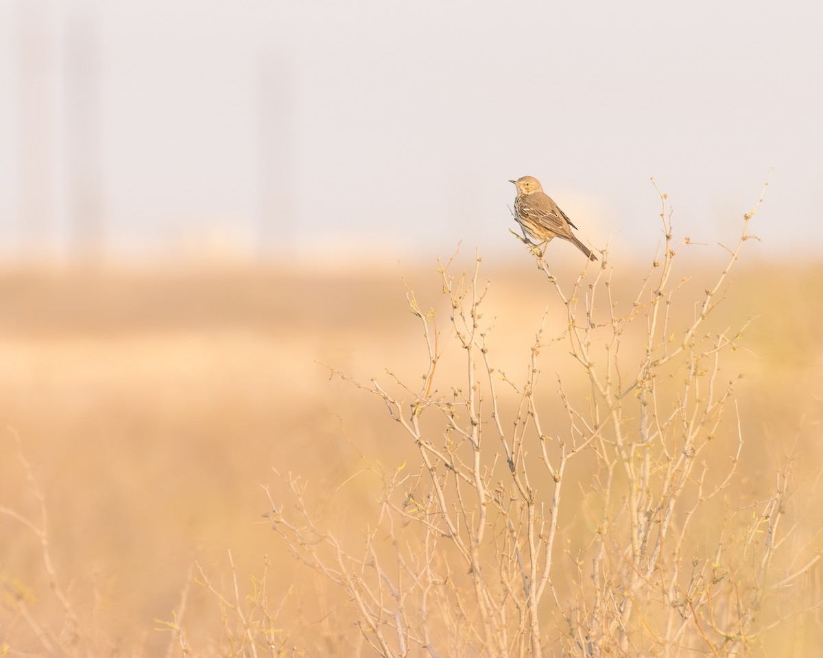 Sage Thrasher - ML632941035