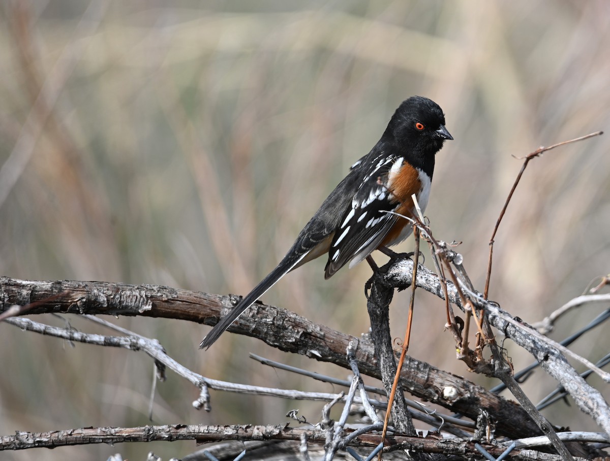 ホシワキアカトウヒチョウ（maculatus グループ） - ML632941103