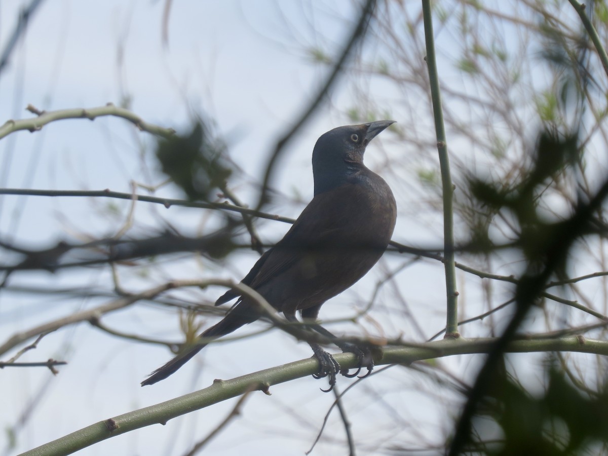 Common Grackle - ML632941317