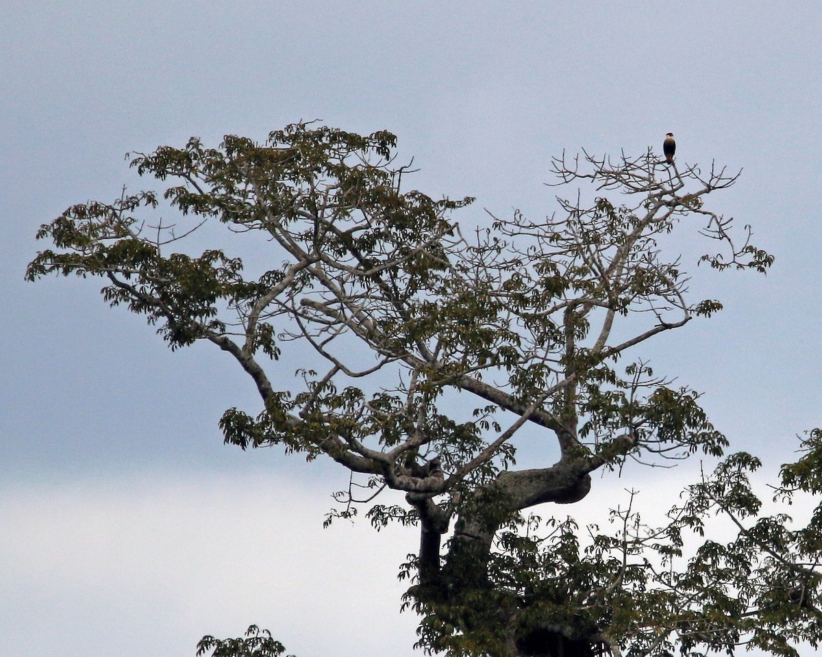 Caracara Carancho - ML632941327