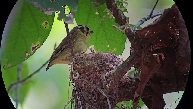 Golden-crowned Spadebill - ML632941728