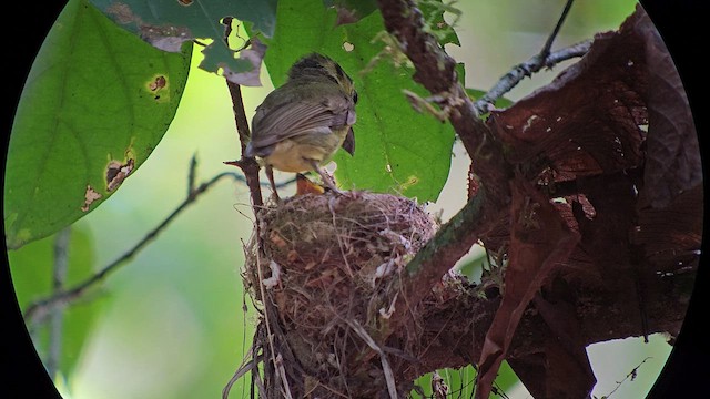 Golden-crowned Spadebill - ML632941729