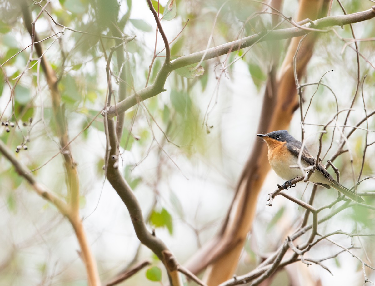Satin Flycatcher - ML632941979