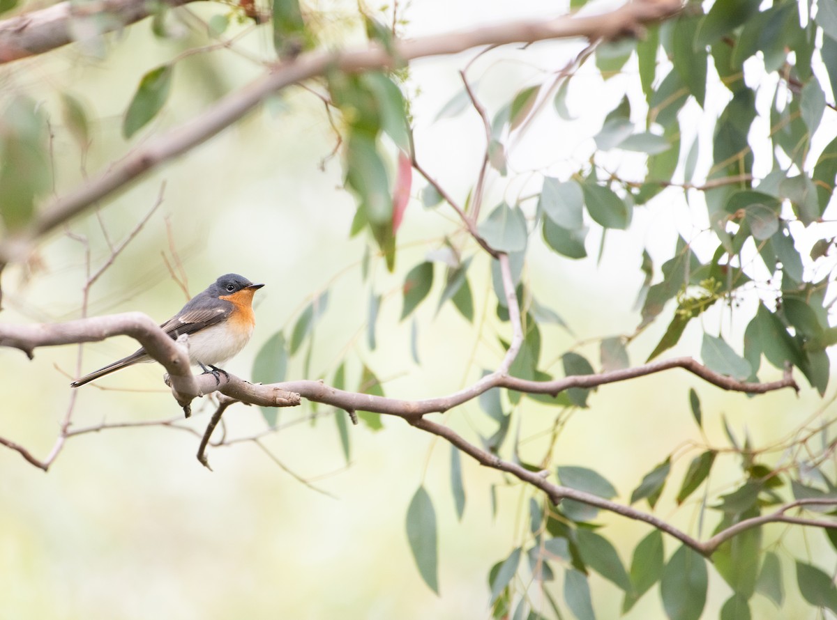 Satin Flycatcher - ML632941980