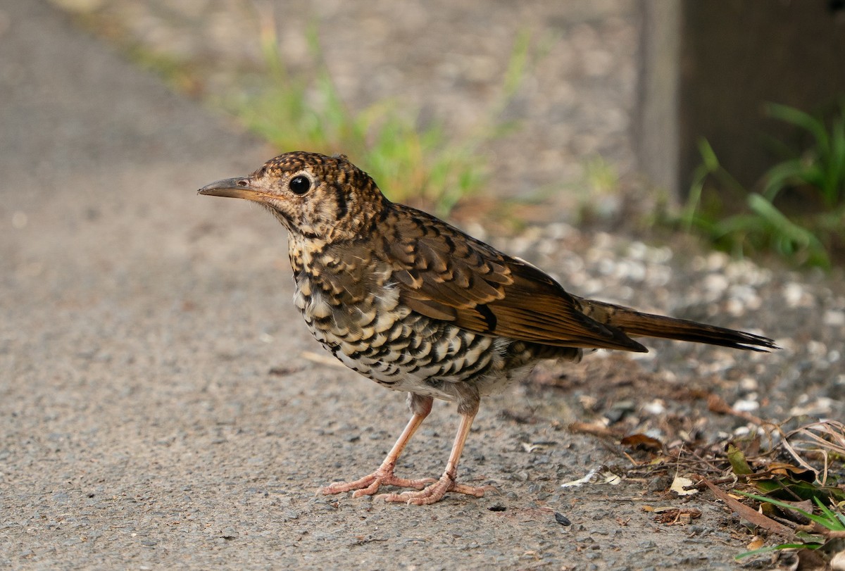 Bassian Thrush - ML632942043