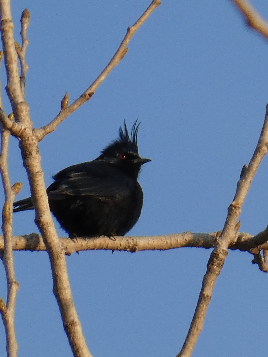 Phainopepla - ML632942097