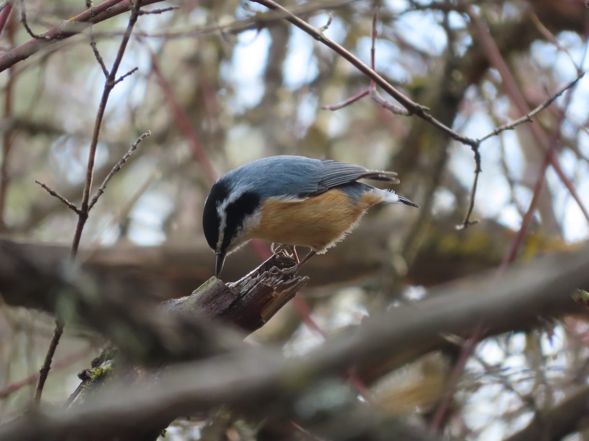 Red-breasted Nuthatch - ML632942186
