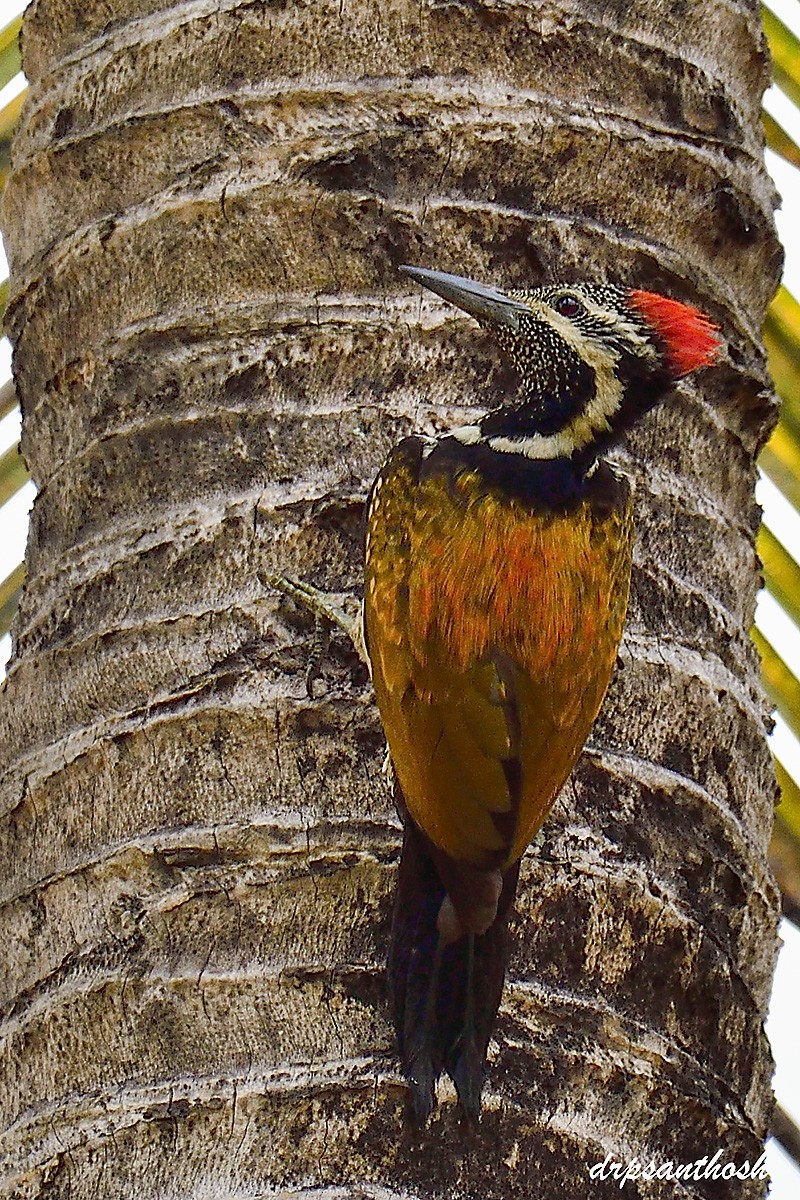 Black-rumped Flameback - ML632942195