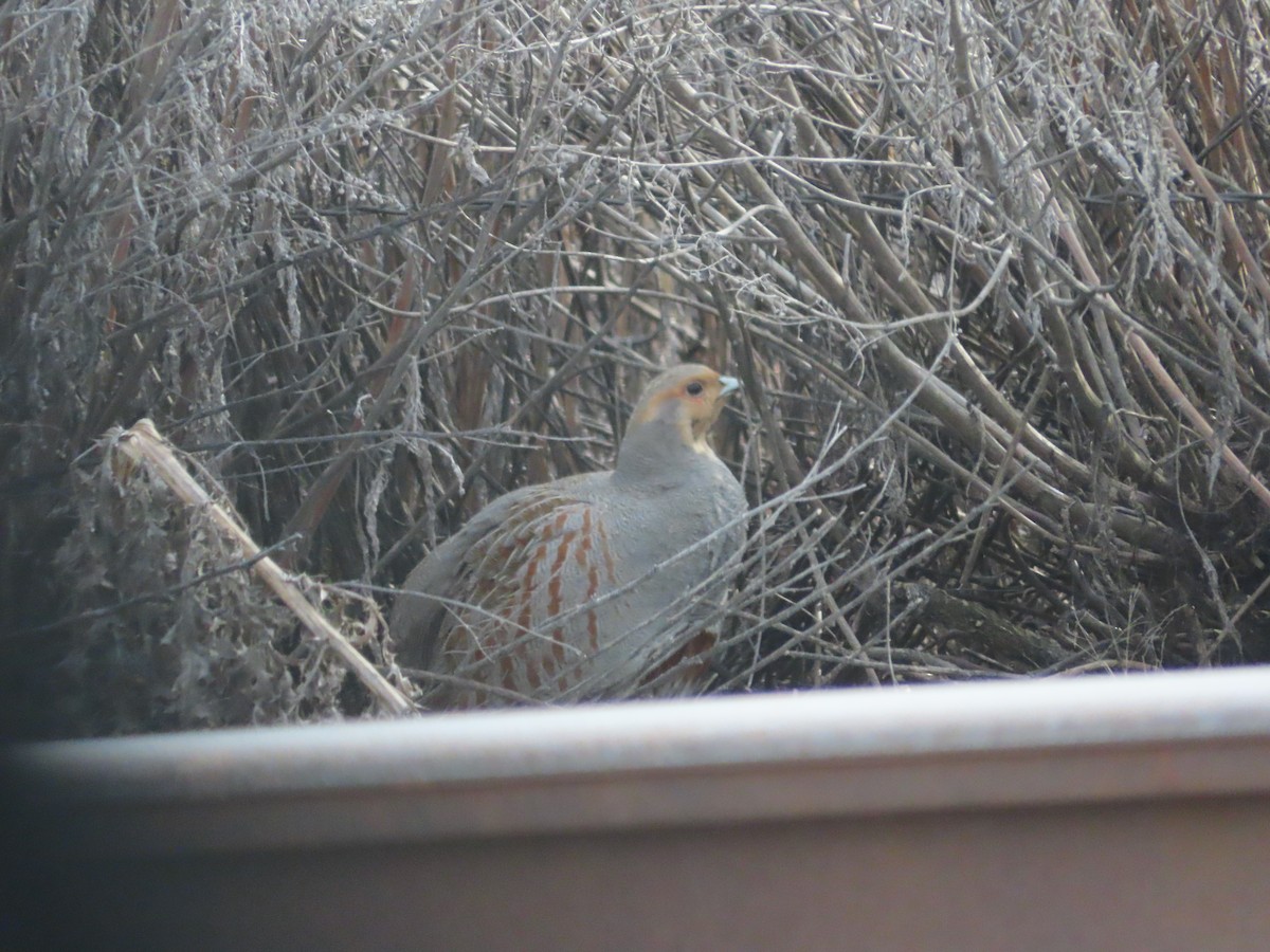 Gray Partridge - ML632942196