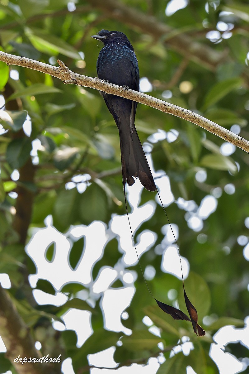 Greater Racket-tailed Drongo - ML632942230