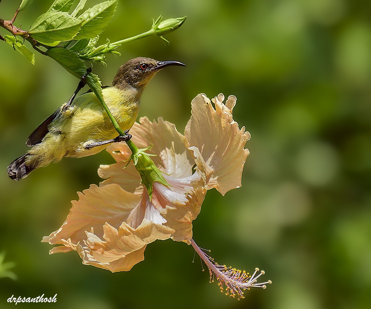 Purple-rumped Sunbird - ML632942302