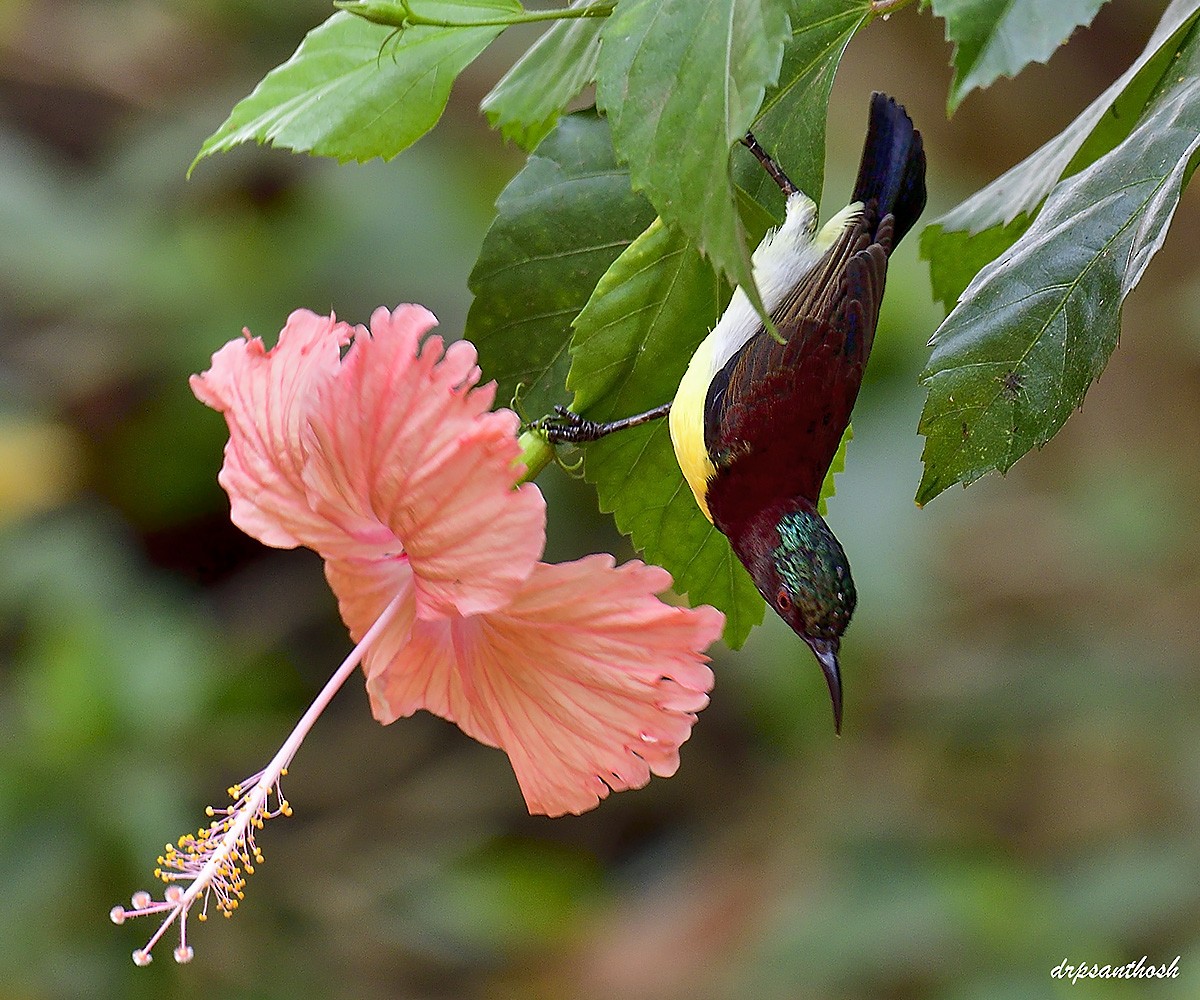 Purple-rumped Sunbird - ML632942304
