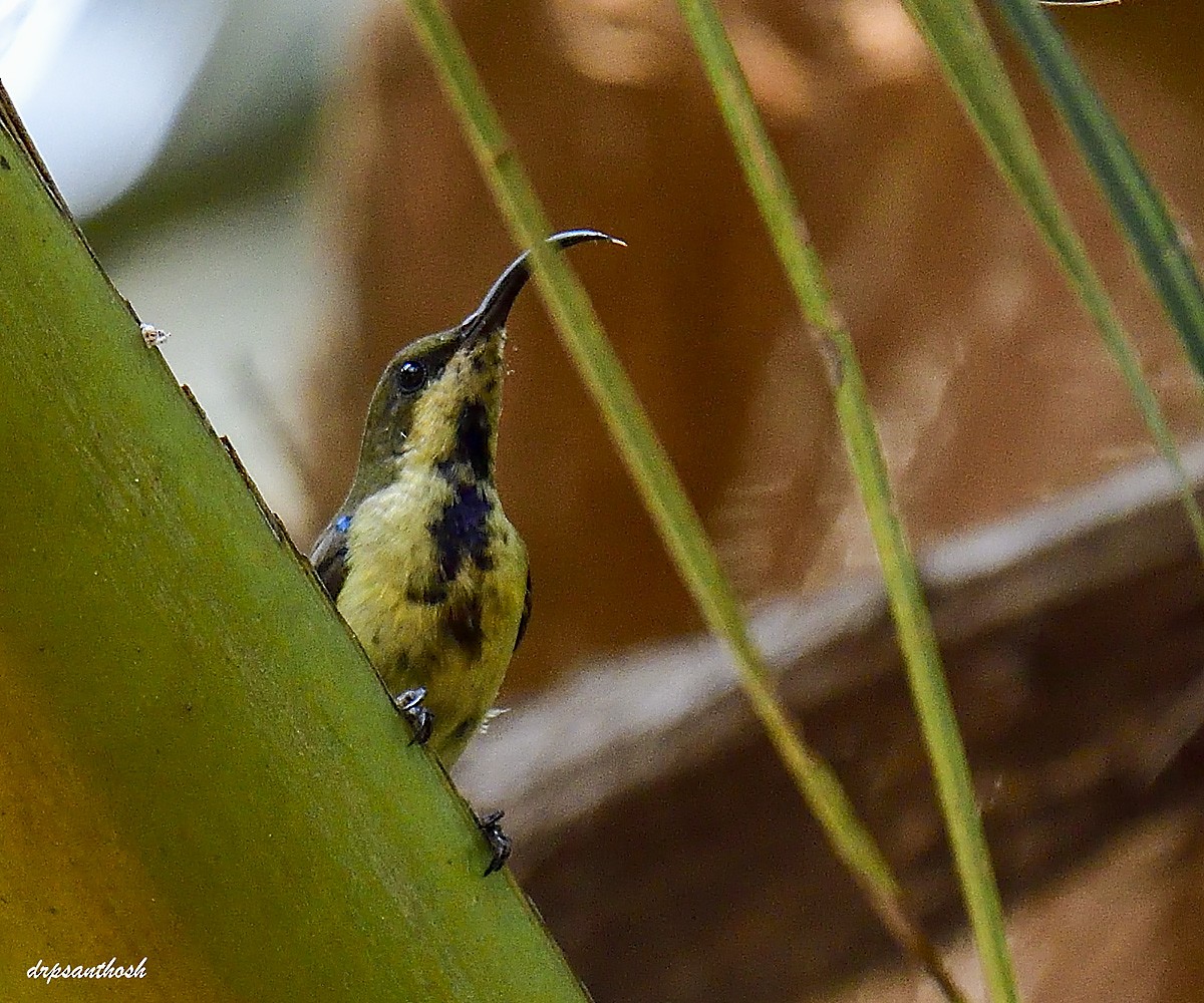 Purple Sunbird - ML632942324