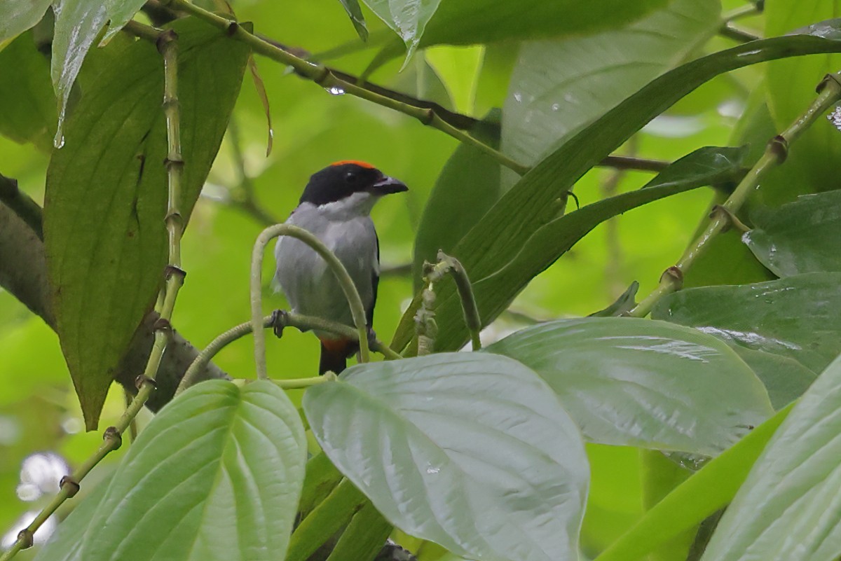 Flame-crowned Flowerpecker - ML632942476