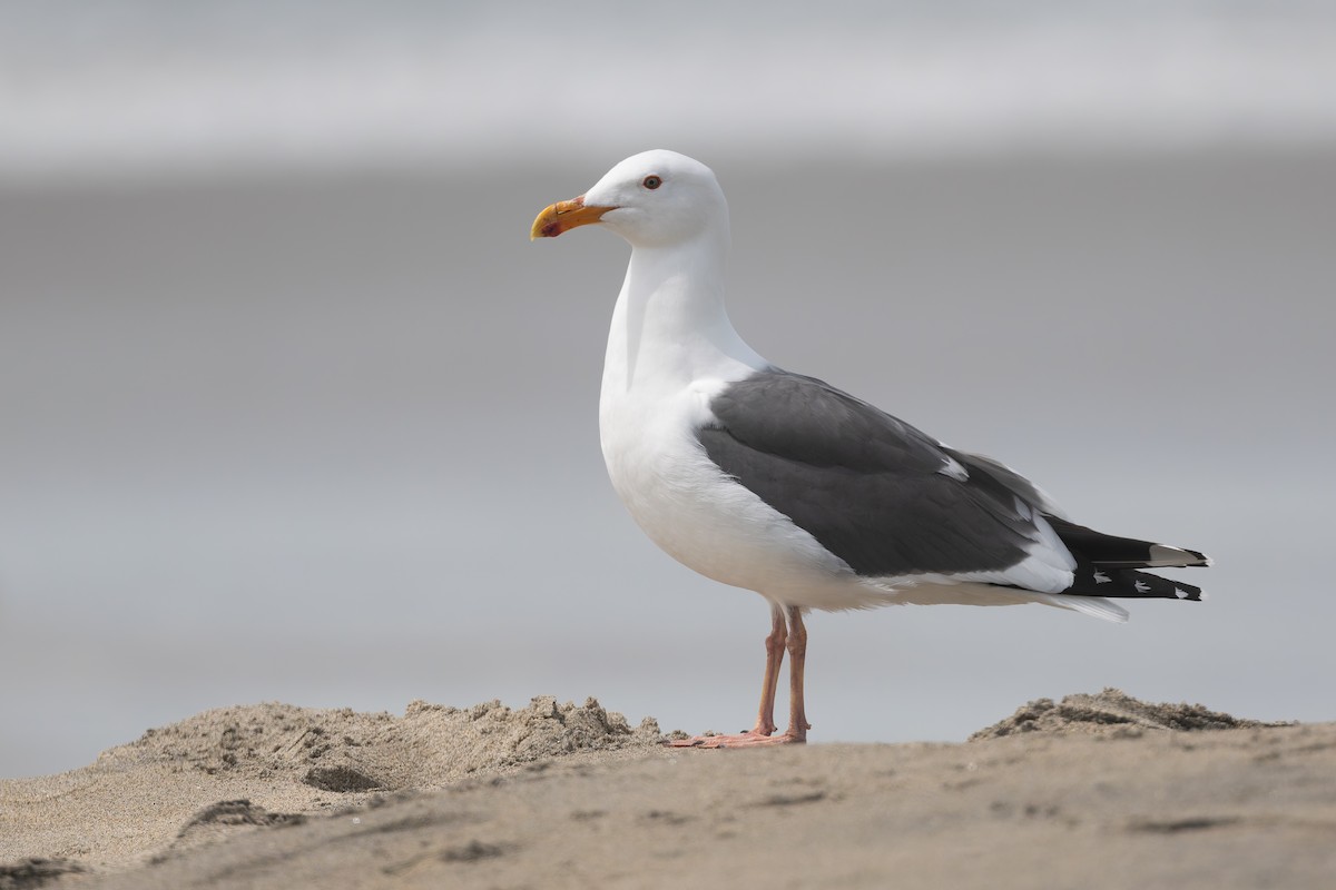 Western Gull - ML632942496
