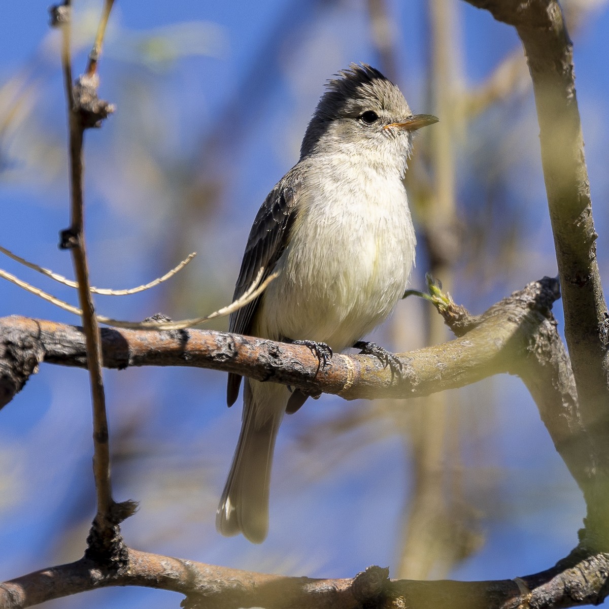 Northern Beardless-Tyrannulet - ML632942517