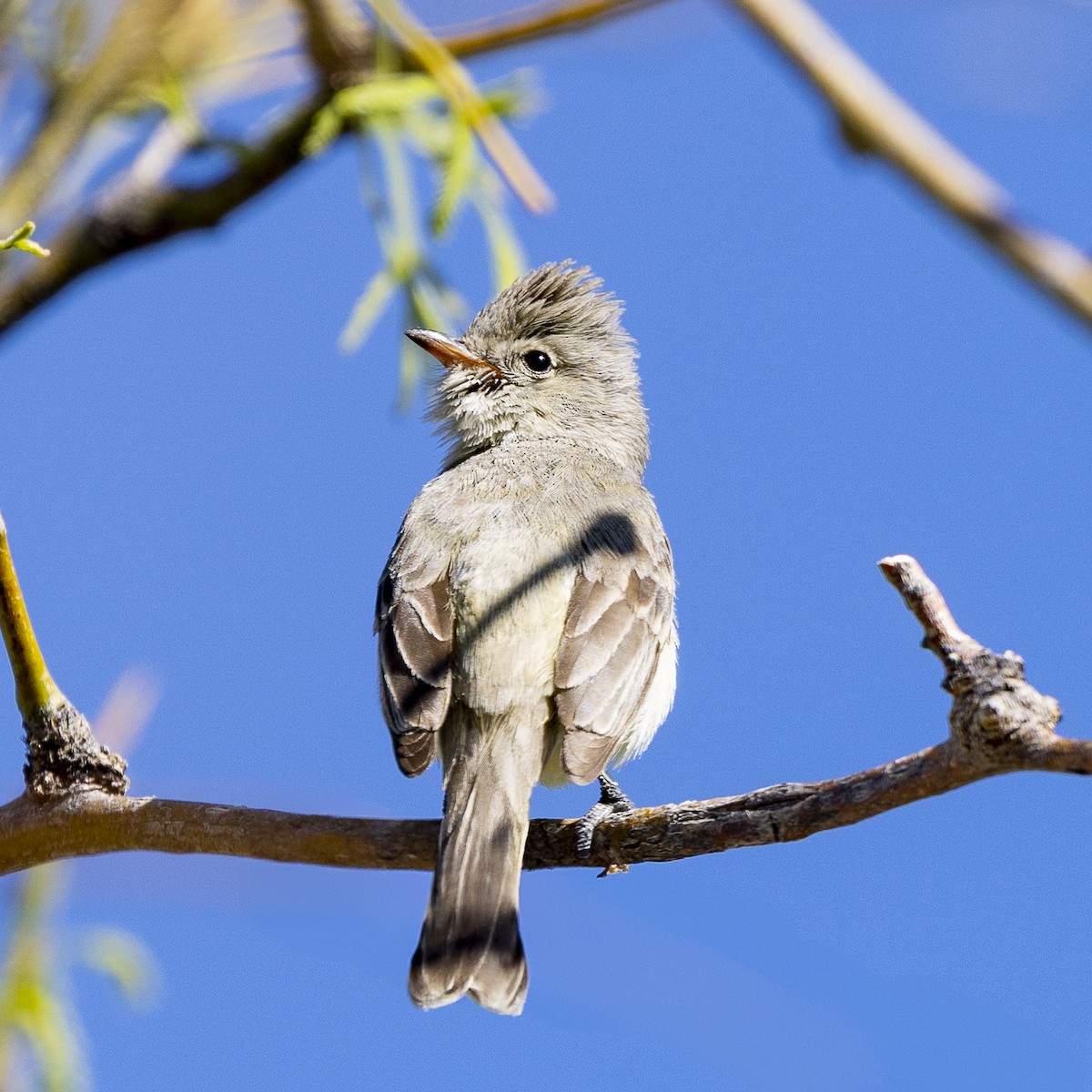 Northern Beardless-Tyrannulet - ML632942519