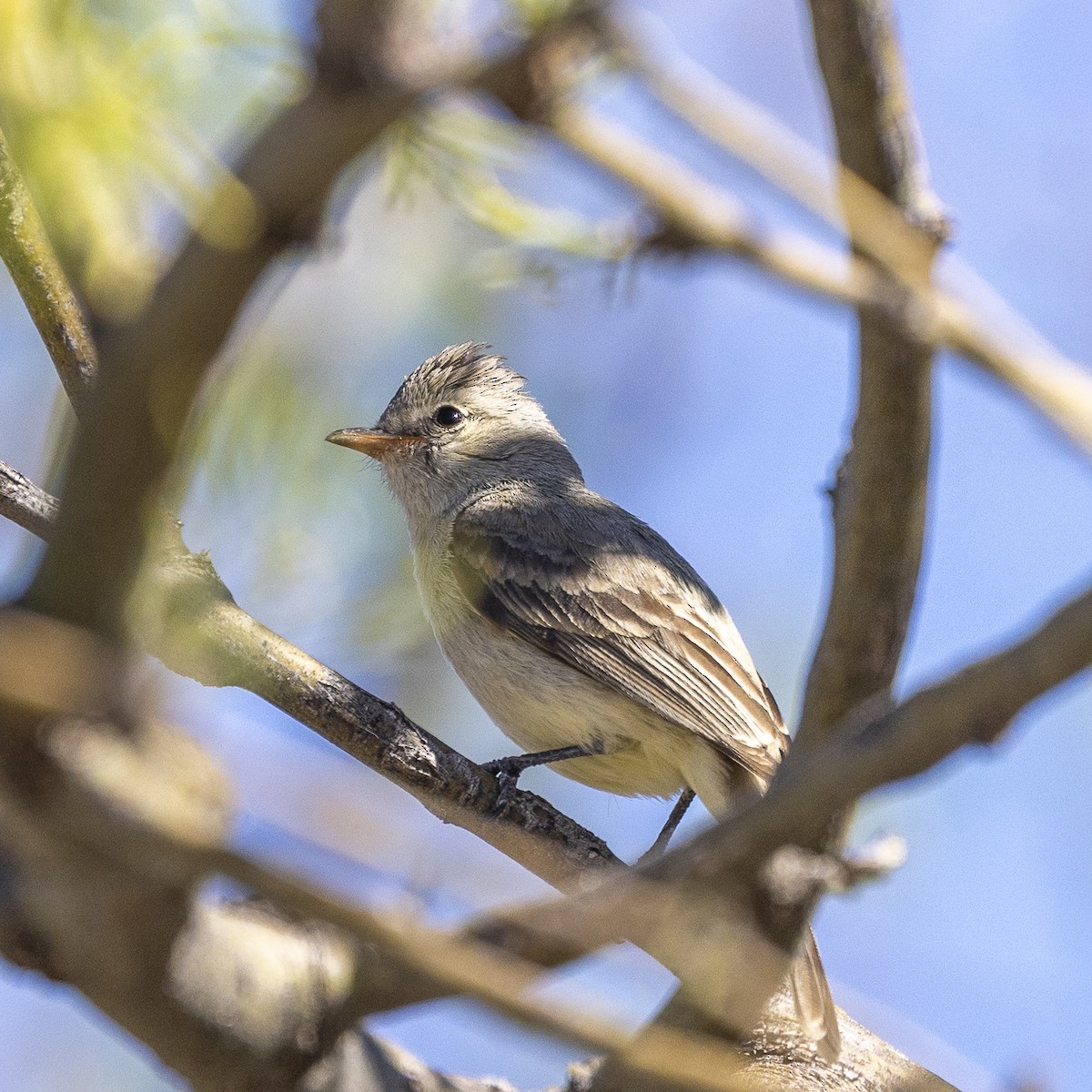 Northern Beardless-Tyrannulet - ML632942520