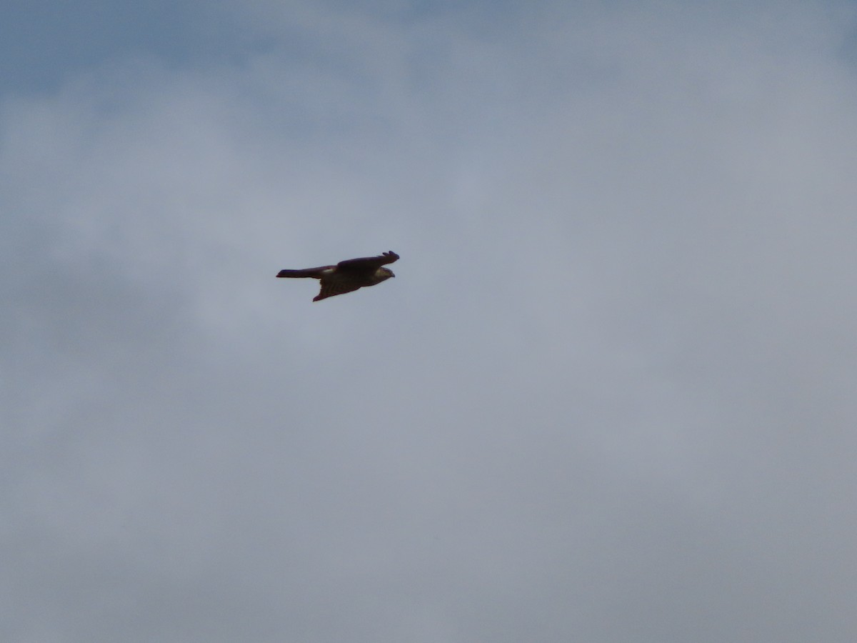 Sharp-shinned Hawk - ML632942797
