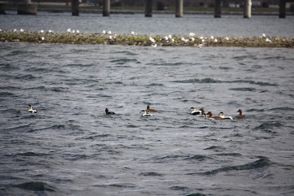 Common Eider (Dresser's) - ML632942828