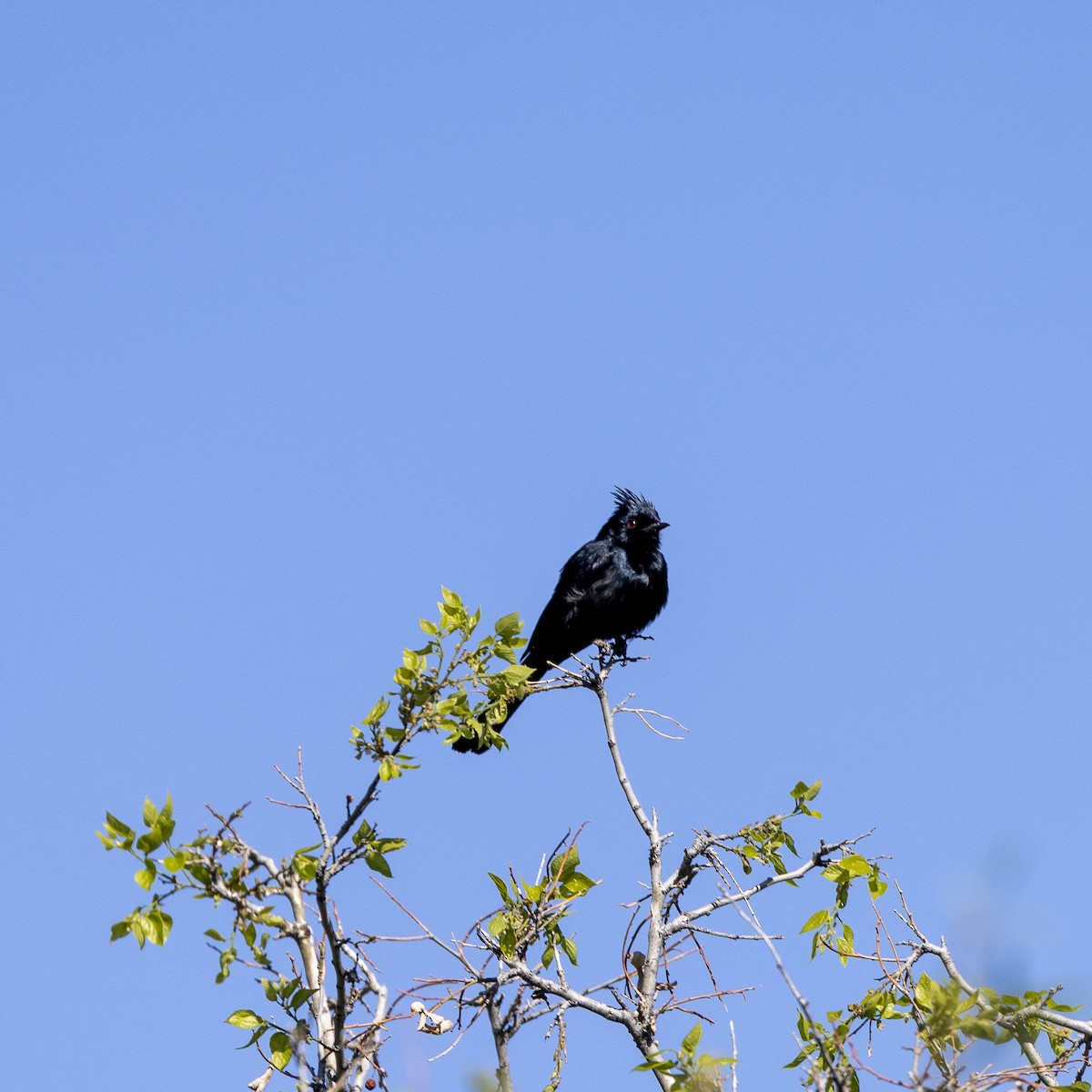 Phainopepla - ML632942919