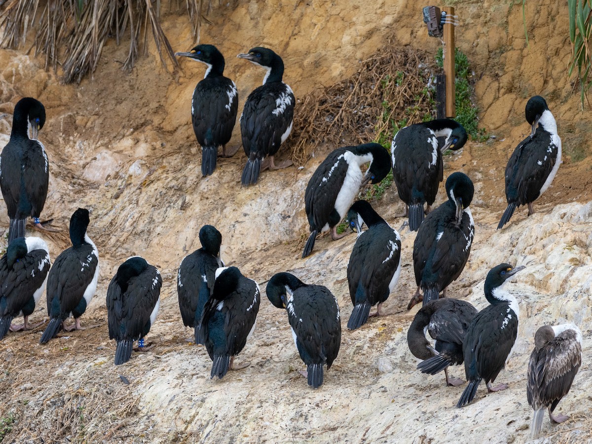 New Zealand King Shag - ML632943030