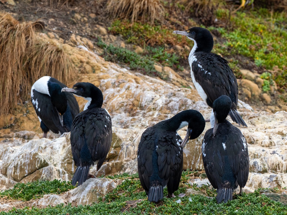 New Zealand King Shag - ML632943031