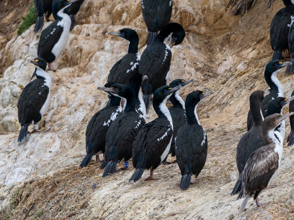 New Zealand King Shag - ML632943032