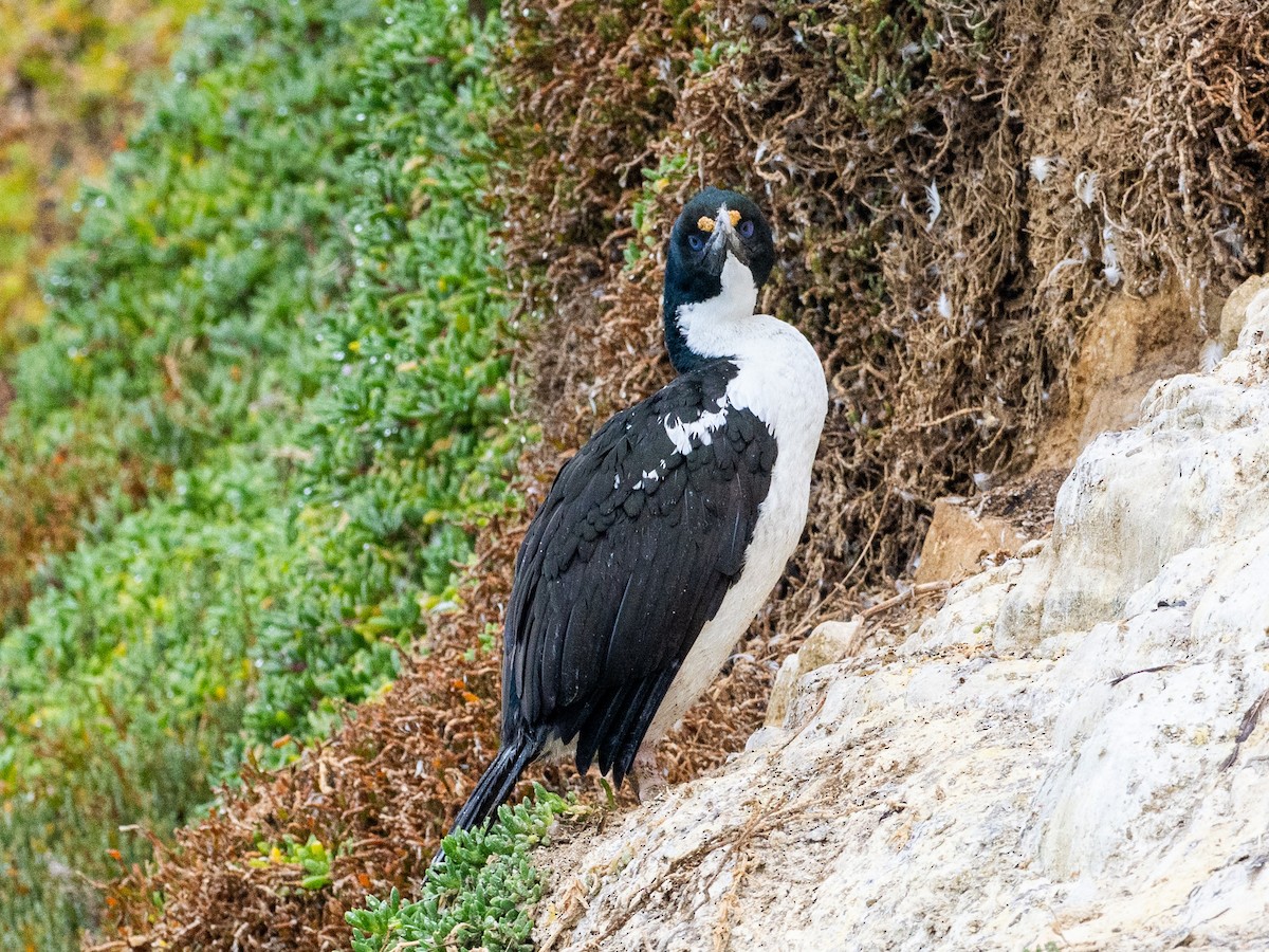 New Zealand King Shag - ML632943033