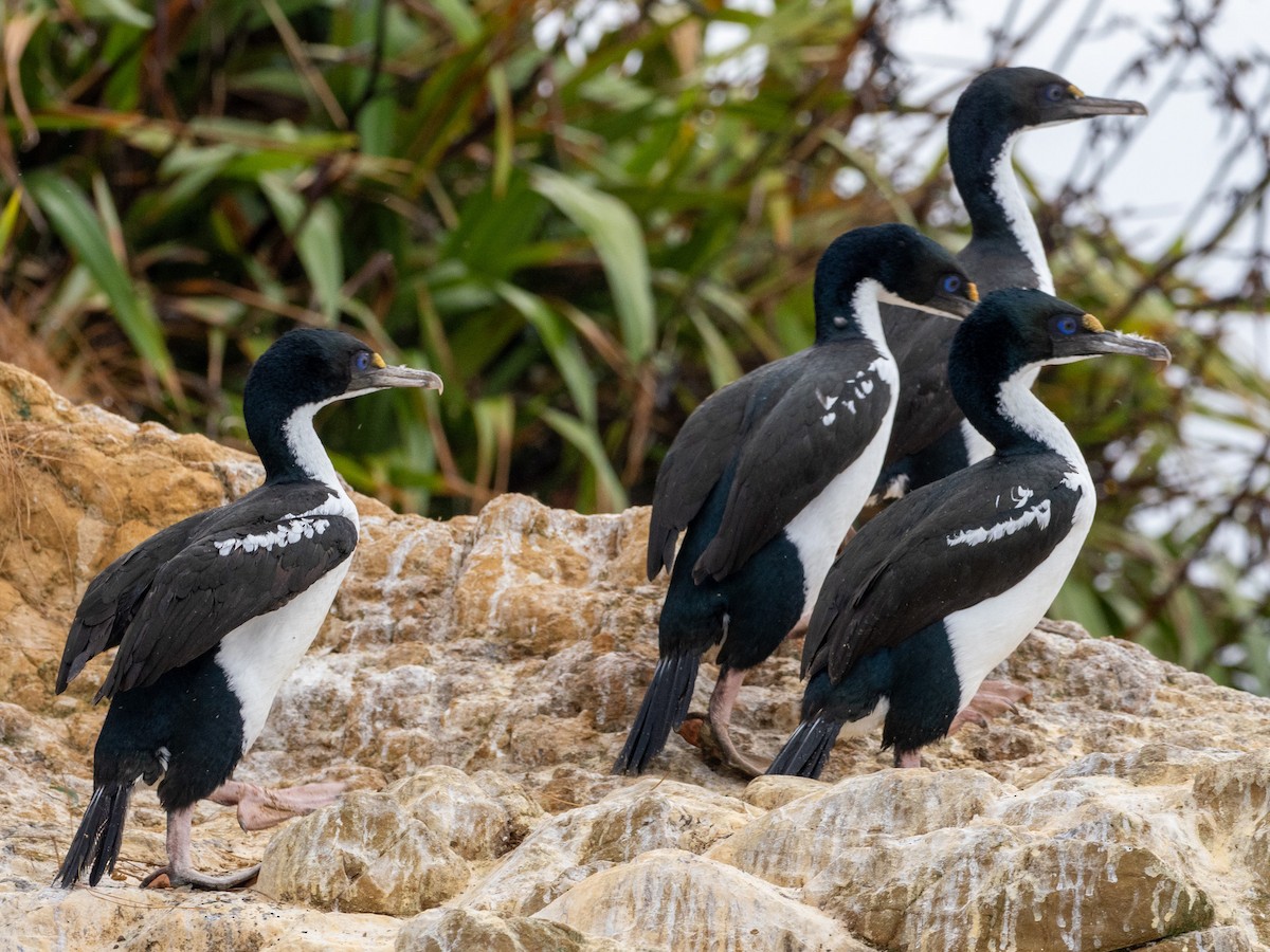 New Zealand King Shag - ML632943035