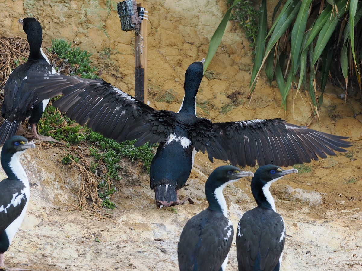 New Zealand King Shag - ML632943036