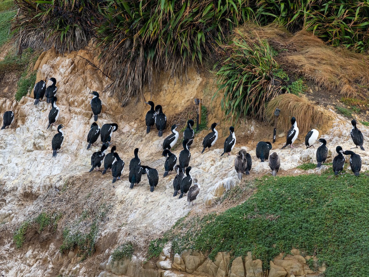 New Zealand King Shag - ML632943037