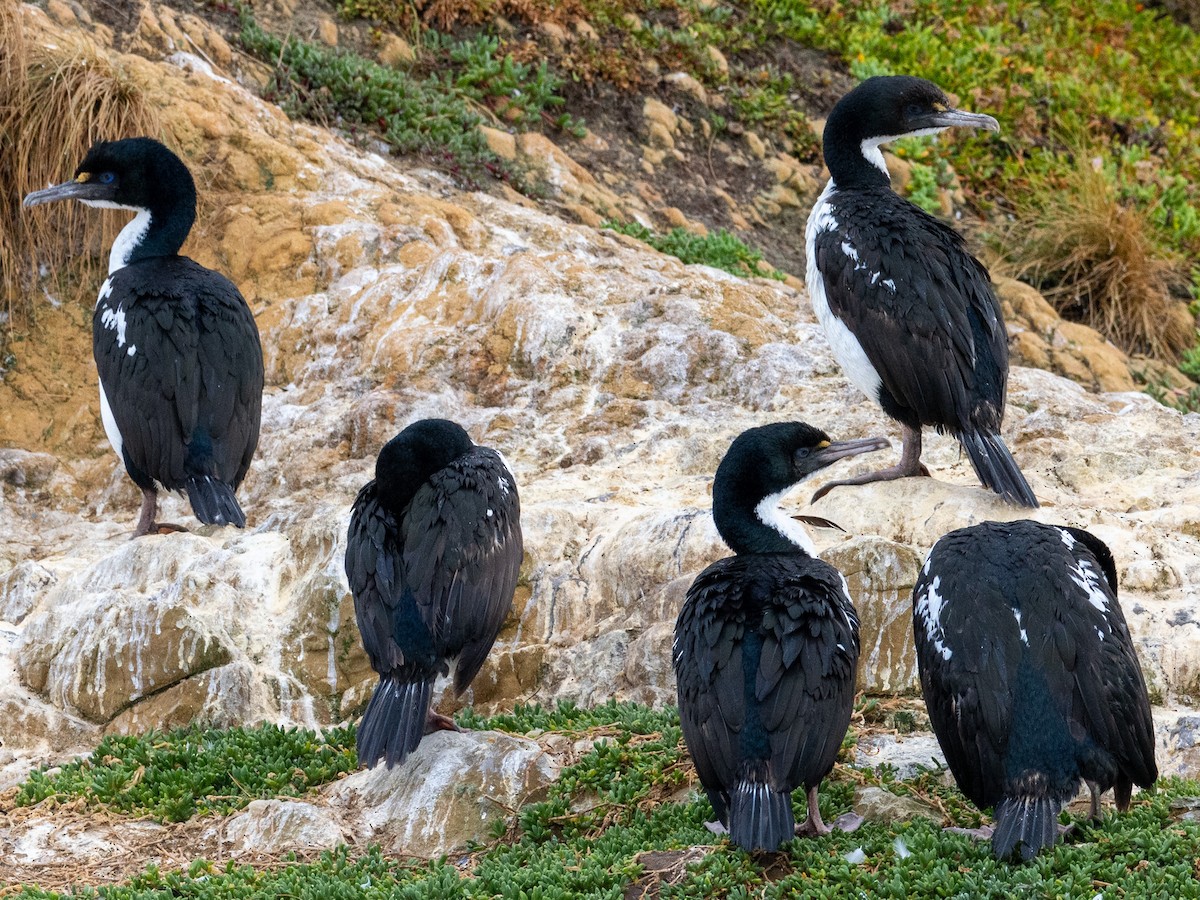 New Zealand King Shag - ML632943038