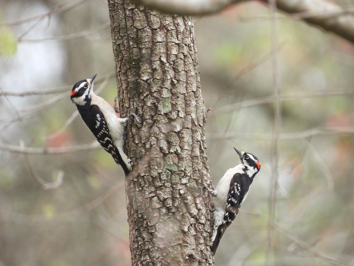 Downy Woodpecker - ML632943104