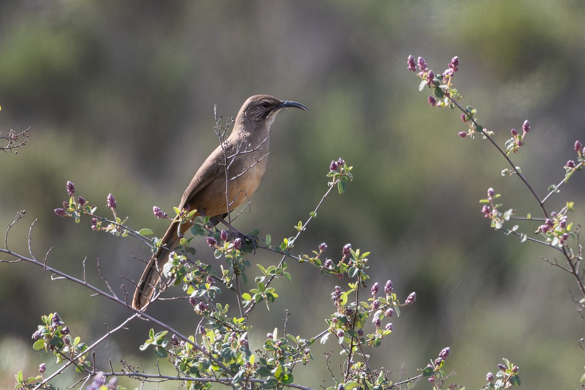 California Thrasher - ML632943131