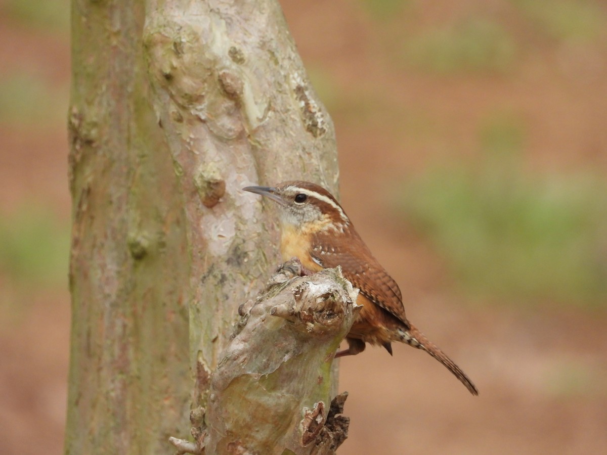 Carolina Wren - ML632943245