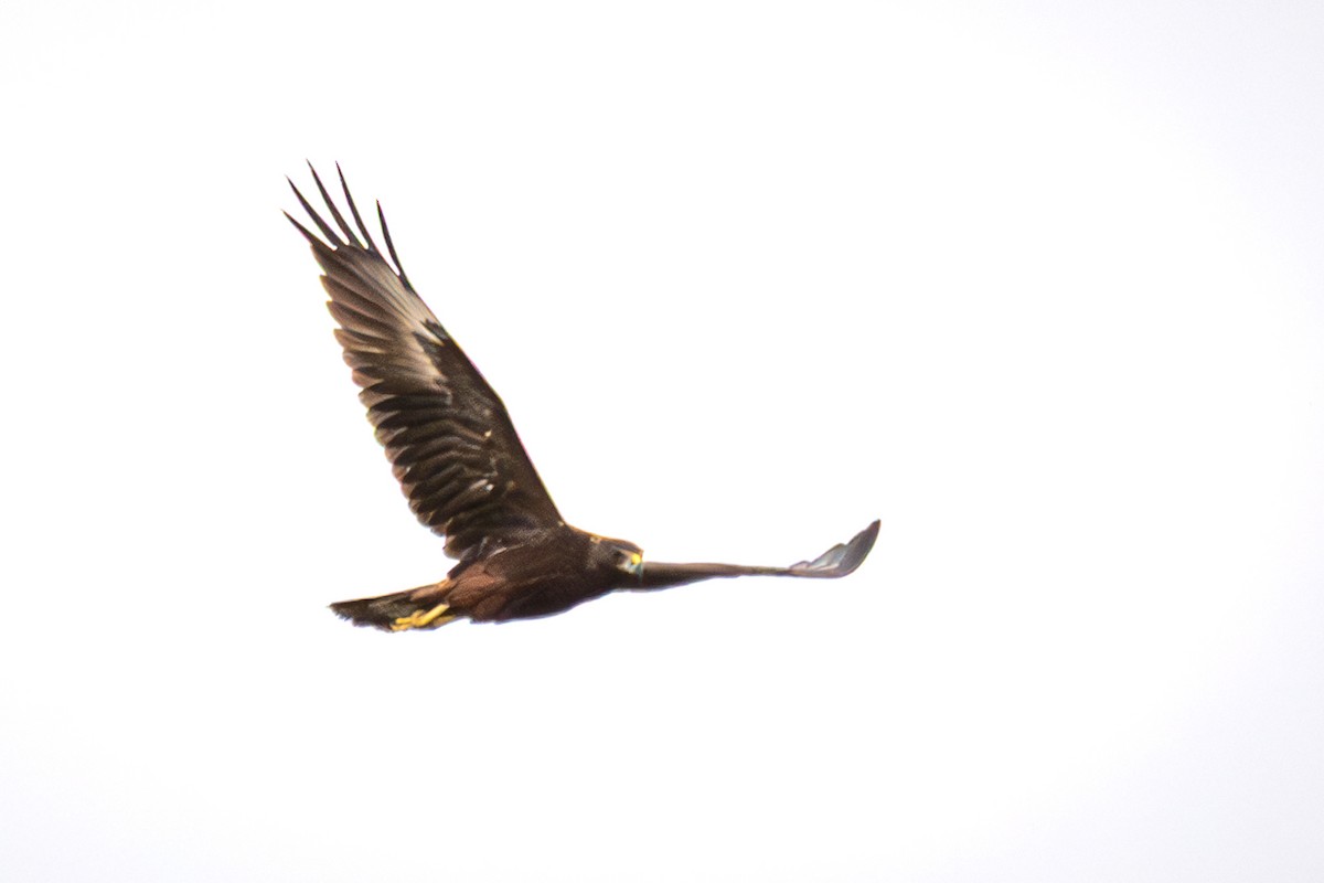 Swamp Harrier - ML632943278