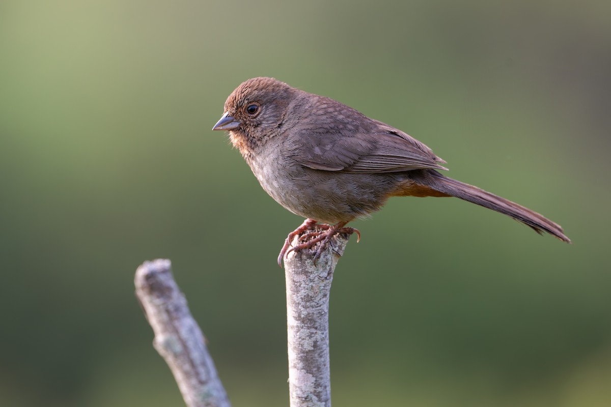 California Towhee - ML632943319